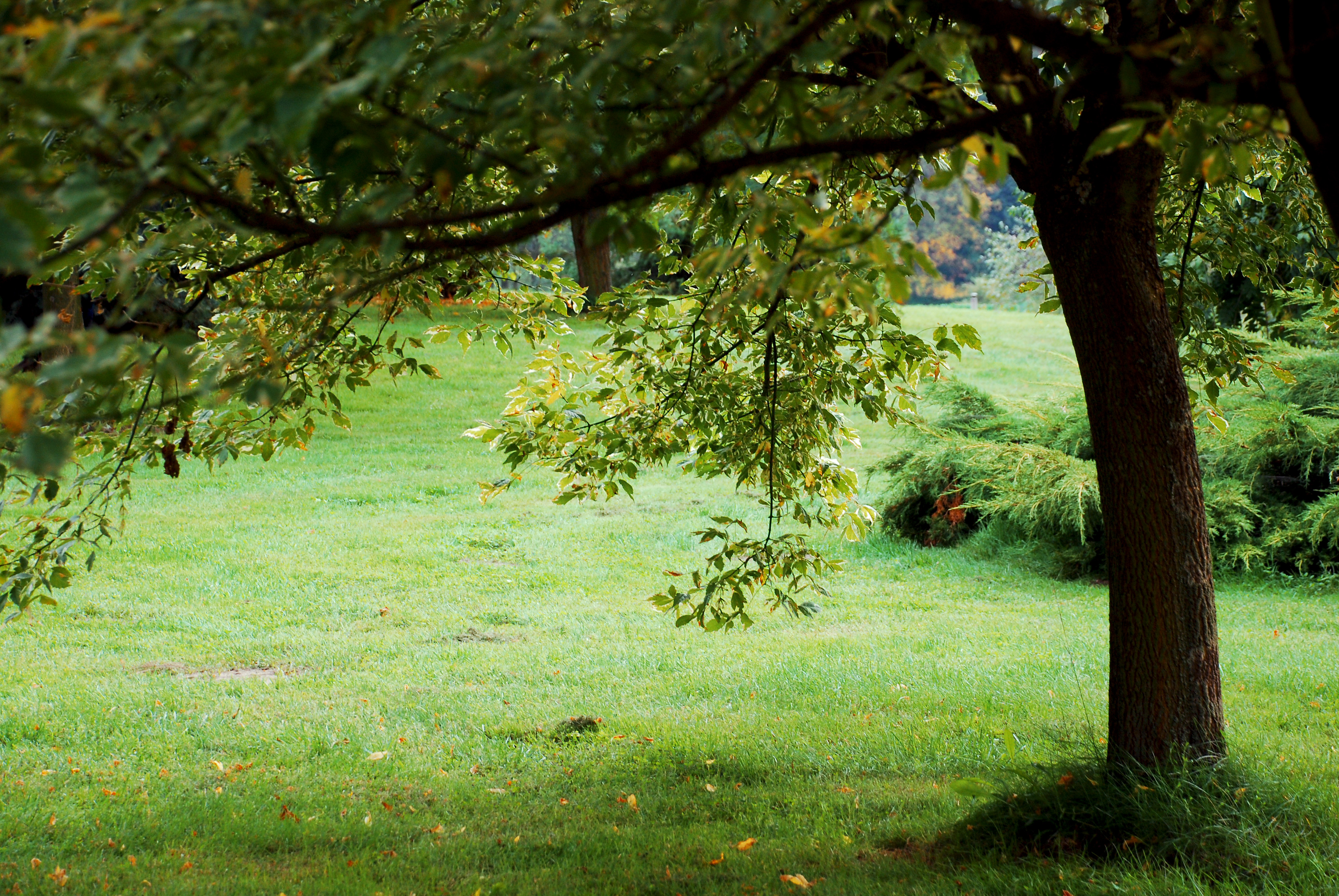 Best Hd Wallpaper For Desktop - Best Background Of Nature - HD Wallpaper 