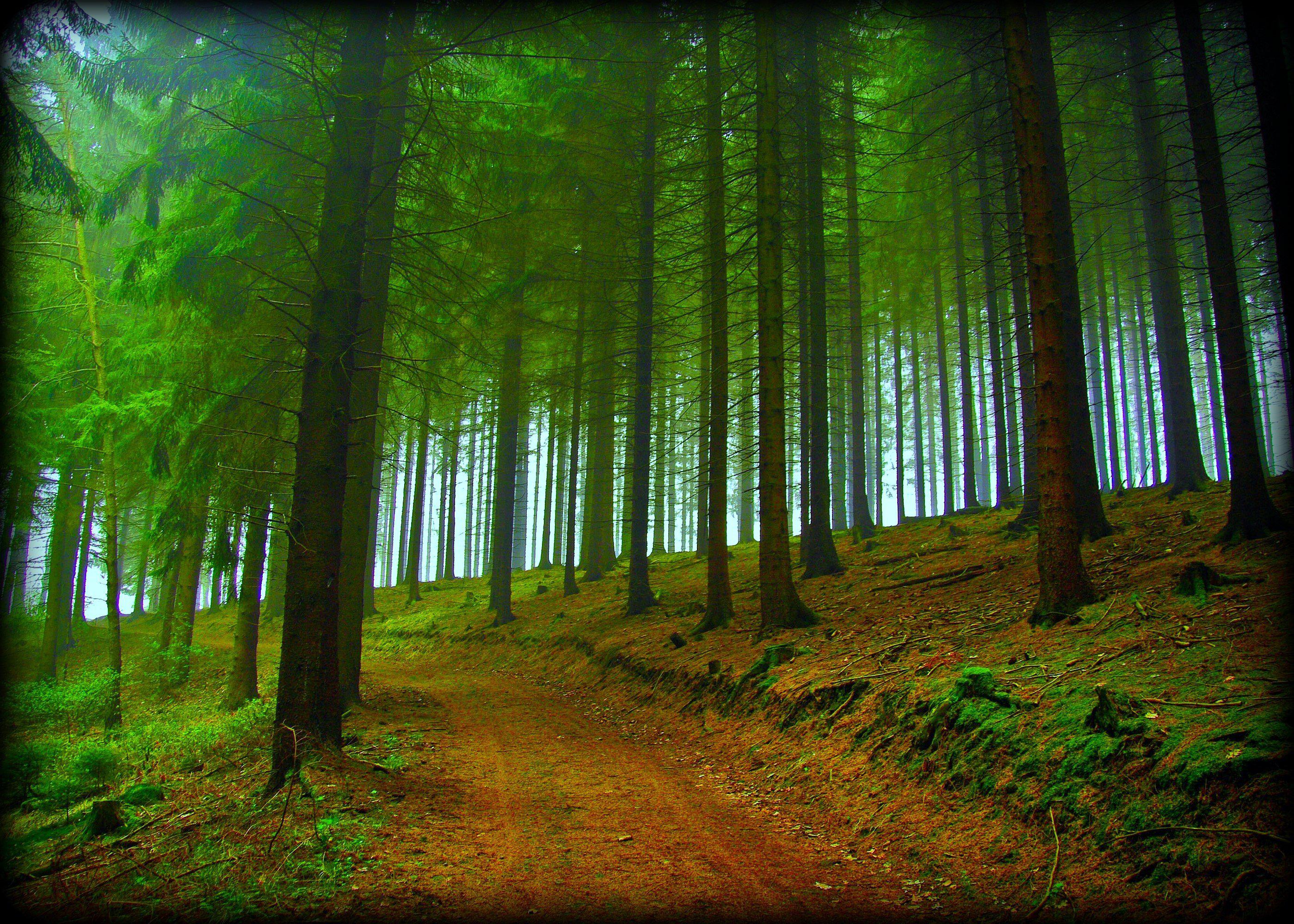 Hd Forest Trees Road Nature Fog Free Desktop Background - Tree Forest Hd  Background - 2798x2000 Wallpaper 