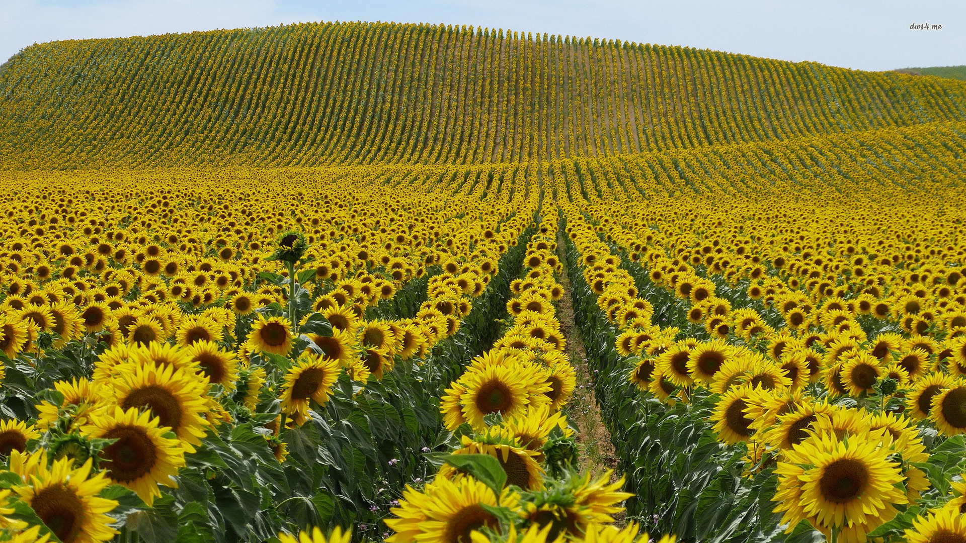 Sunflower Field - HD Wallpaper 