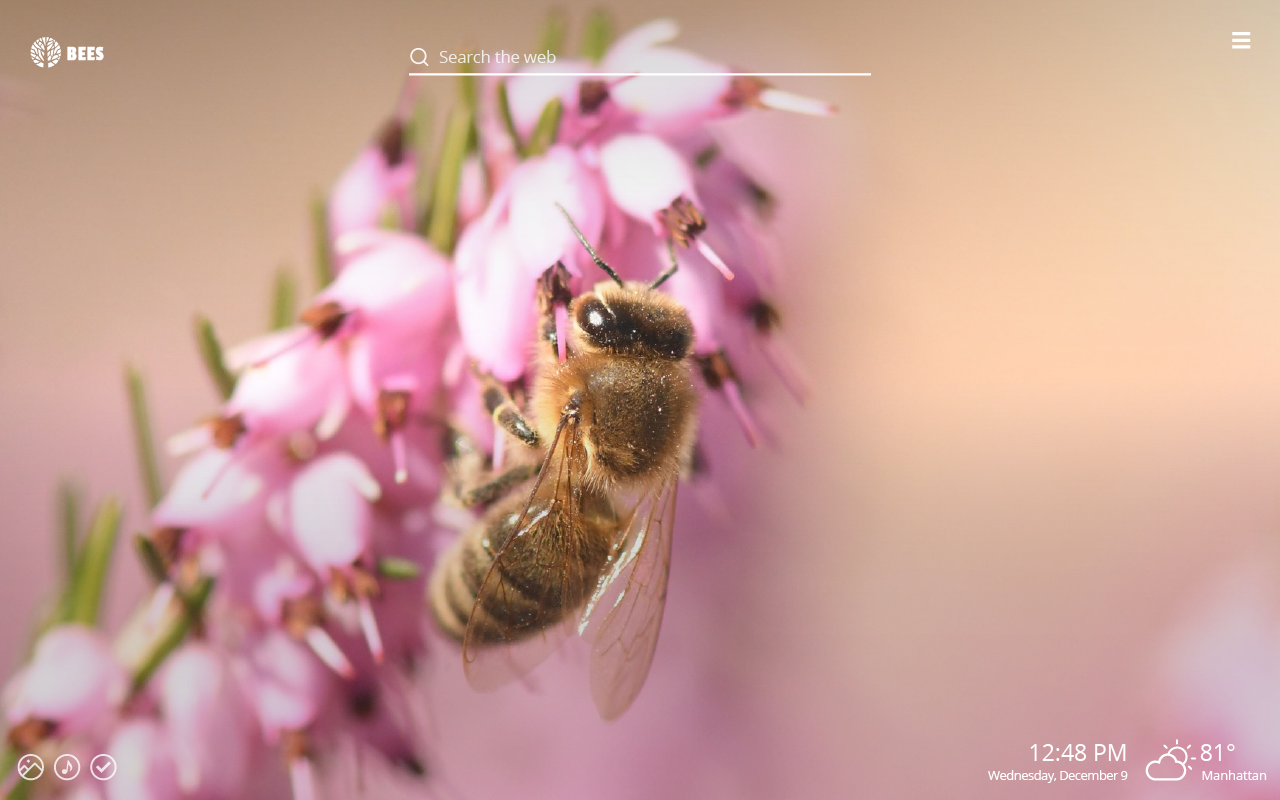 Honeybee - HD Wallpaper 