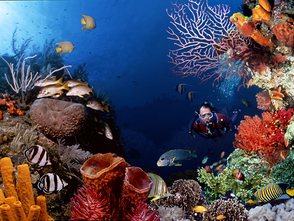Wallpaper Pemandangan Bawah Laut - Underwater Photography - HD Wallpaper 