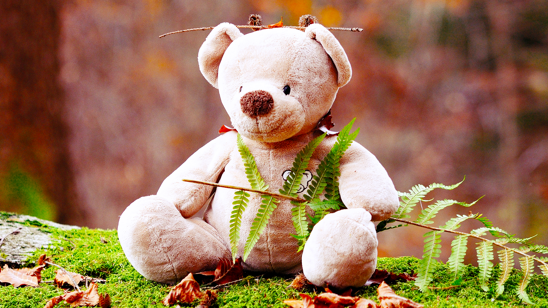 Teddy Bear Wallpaper - Teddy Bear Background - HD Wallpaper 