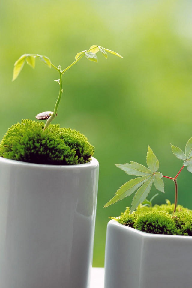 Iphone Plant Wallpaper Hd - HD Wallpaper 