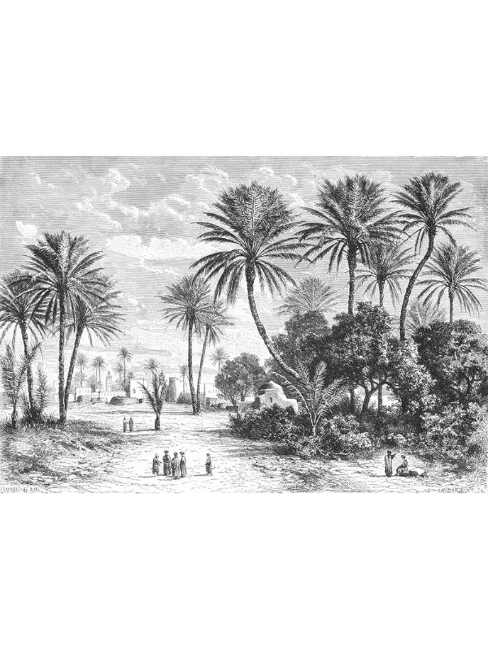 Au Fil Des Couleurs - Barbant Charles Oasis Of Gafsa Tunis - HD Wallpaper 