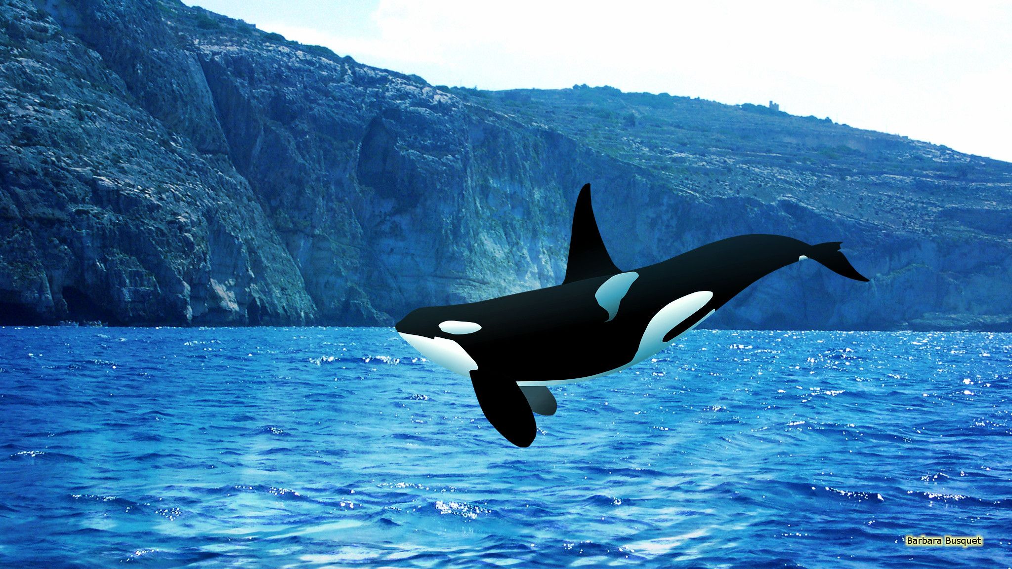 Orca Wallpapers - Orca Wallpaper Hd - HD Wallpaper 