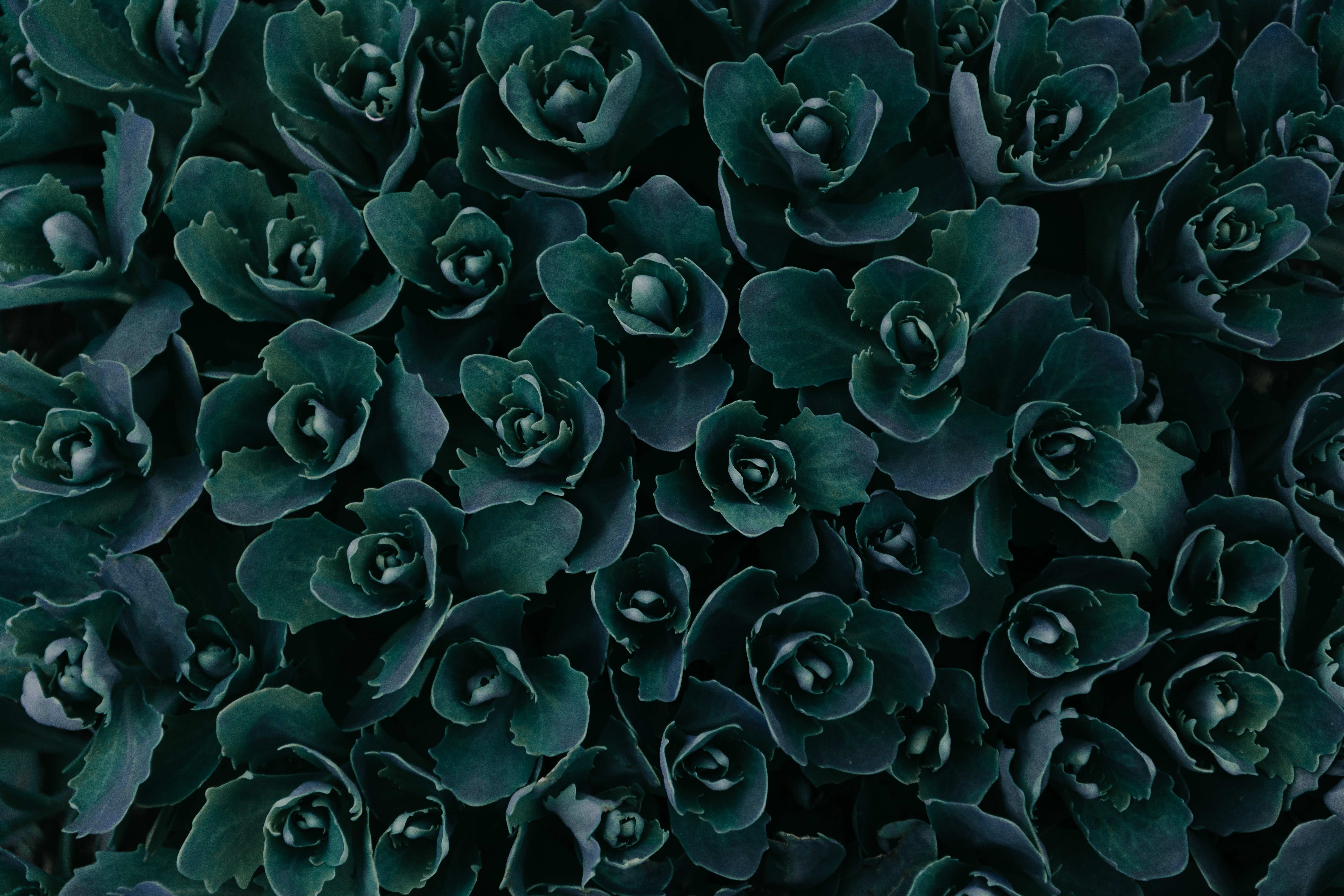 Dark Green Plants - HD Wallpaper 