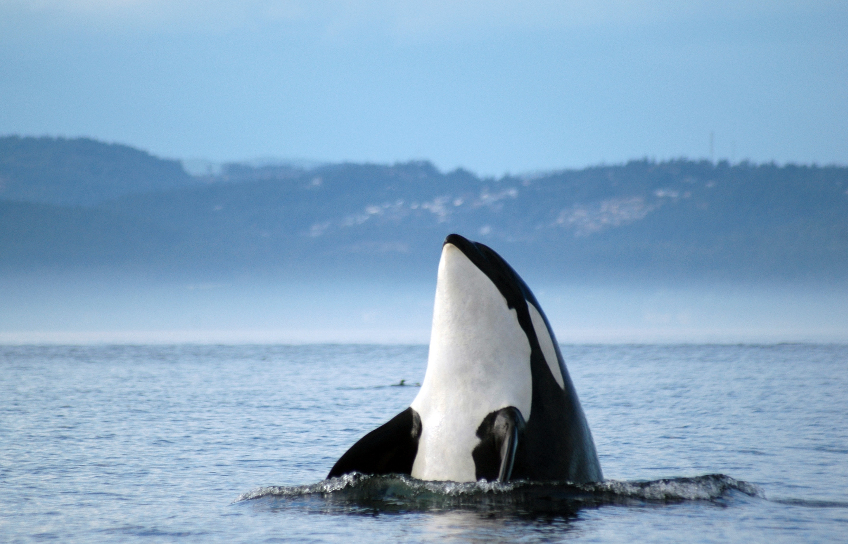 2861x1836, Orca Whales Images Orca Â¡ Hd Wallpaper - Orca Wallpaper Hd - HD Wallpaper 