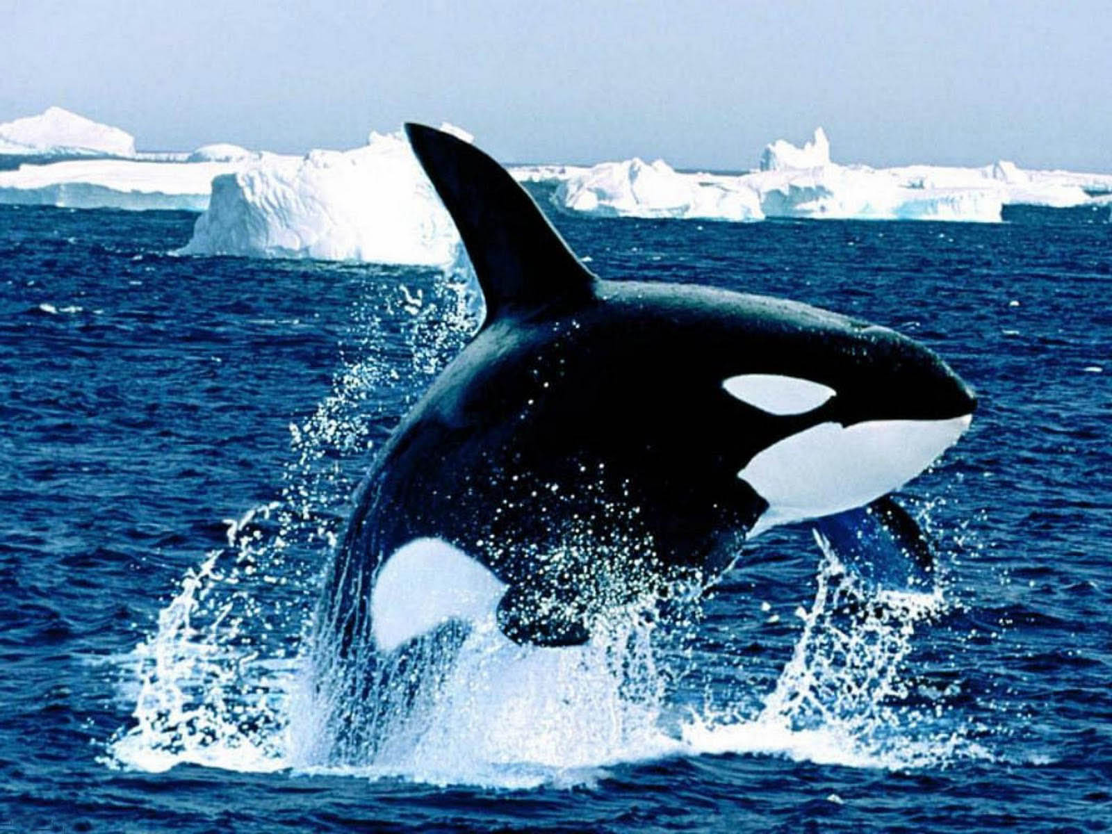 Orca - Killer Whale Backgrounds Desktop - HD Wallpaper 