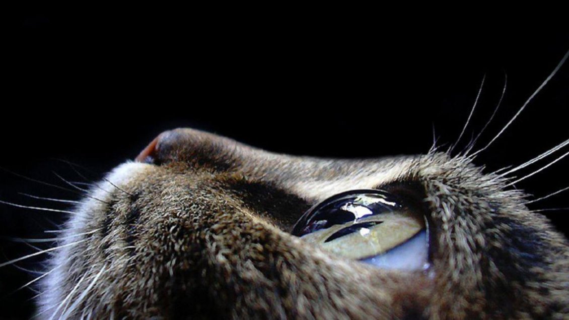 Download Wallpaper Macro Cat Eye - Macro Photography Cat Eye - HD Wallpaper 