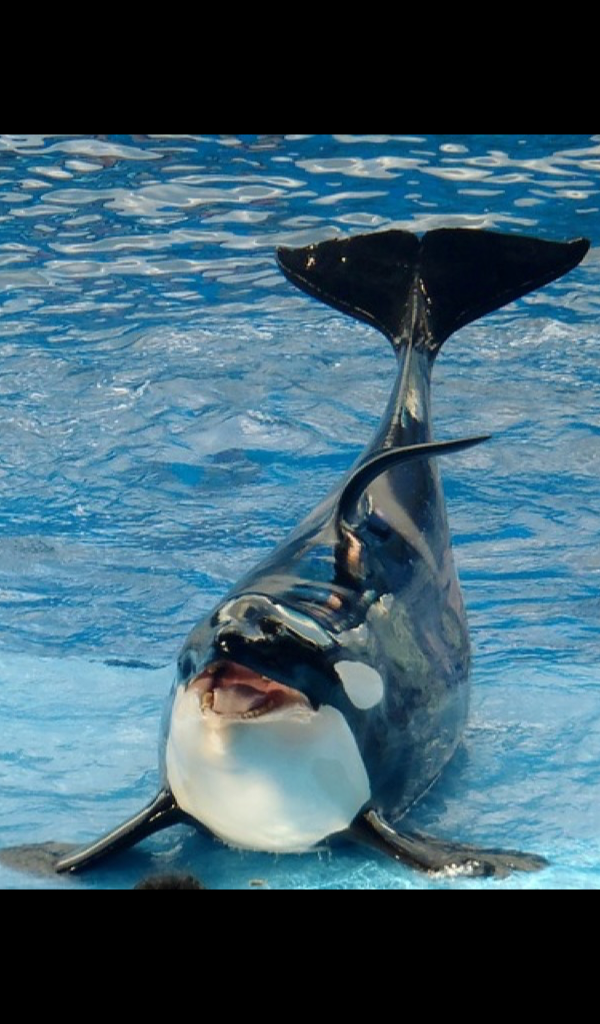 Baby Whale On Beach - HD Wallpaper 