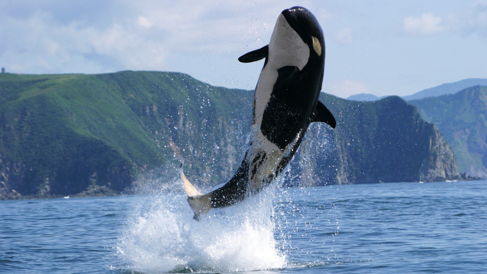 1920x1080, Killer Whale Wallpaper 
 Data Id 382997 - Killer Whale Wallpaper 4k - HD Wallpaper 