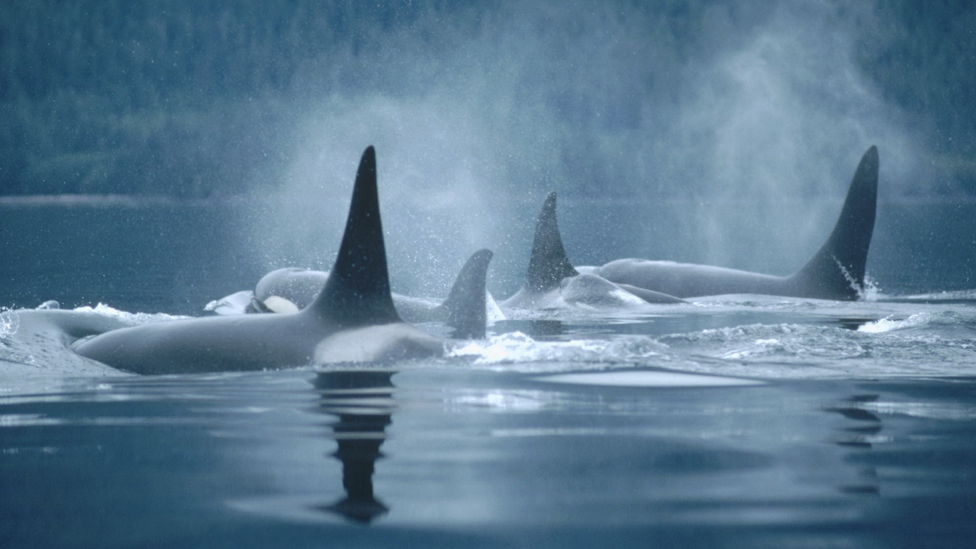 1920x1080, Orca Wallpapers Data Id 383037 Data - Orcas Wallpaper Desktop - 1920x1080 Wallpaper 1920x1080, Orca Wallpapers Data Id 383037 Data - Orcas Wallpaper Desktop - 1920x1080 Wallpaper