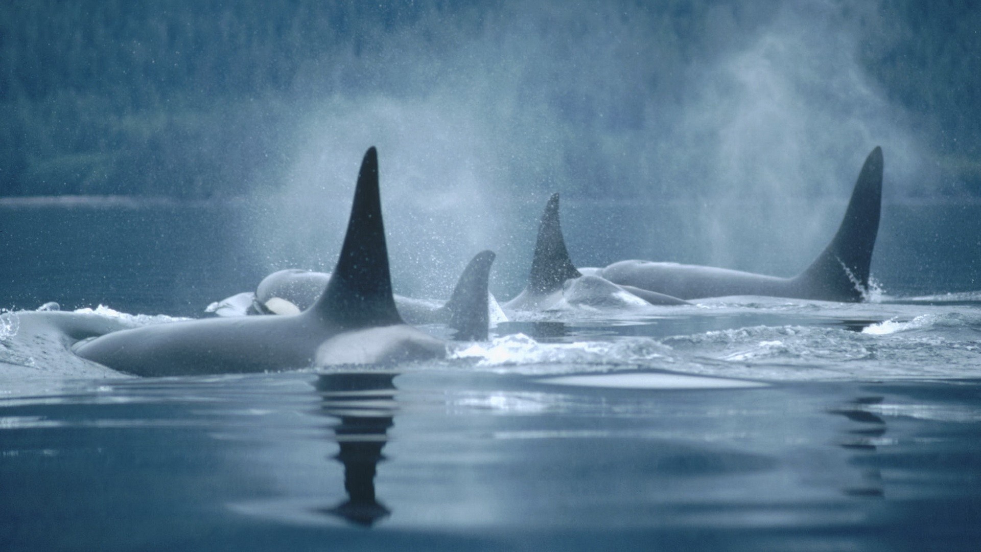 1920x1080, Orca Wallpapers 
 Data Id 383037 
 Data - Orcas Wallpaper Desktop - HD Wallpaper 