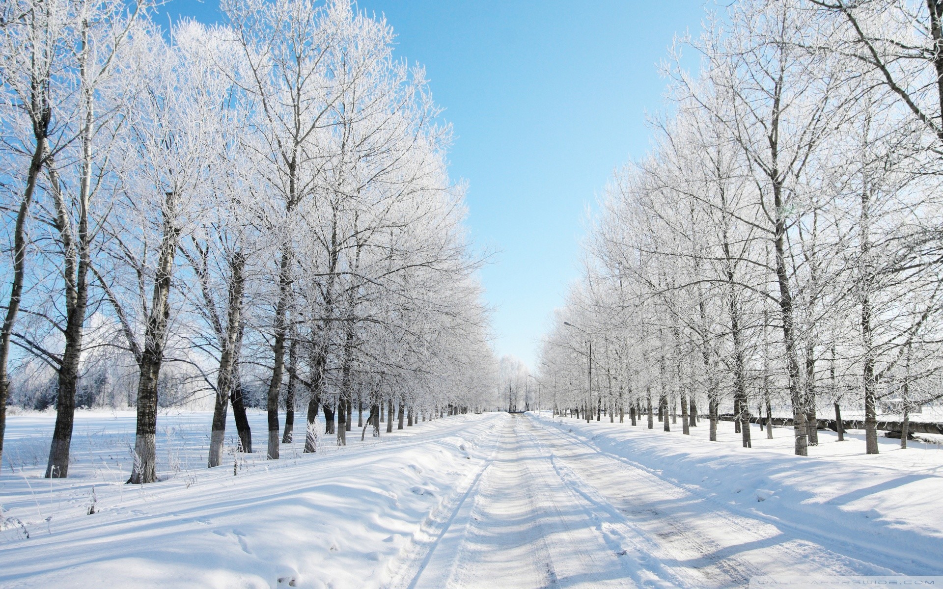 1920x1200, Wide - Humid Continental Climate Winter - HD Wallpaper 