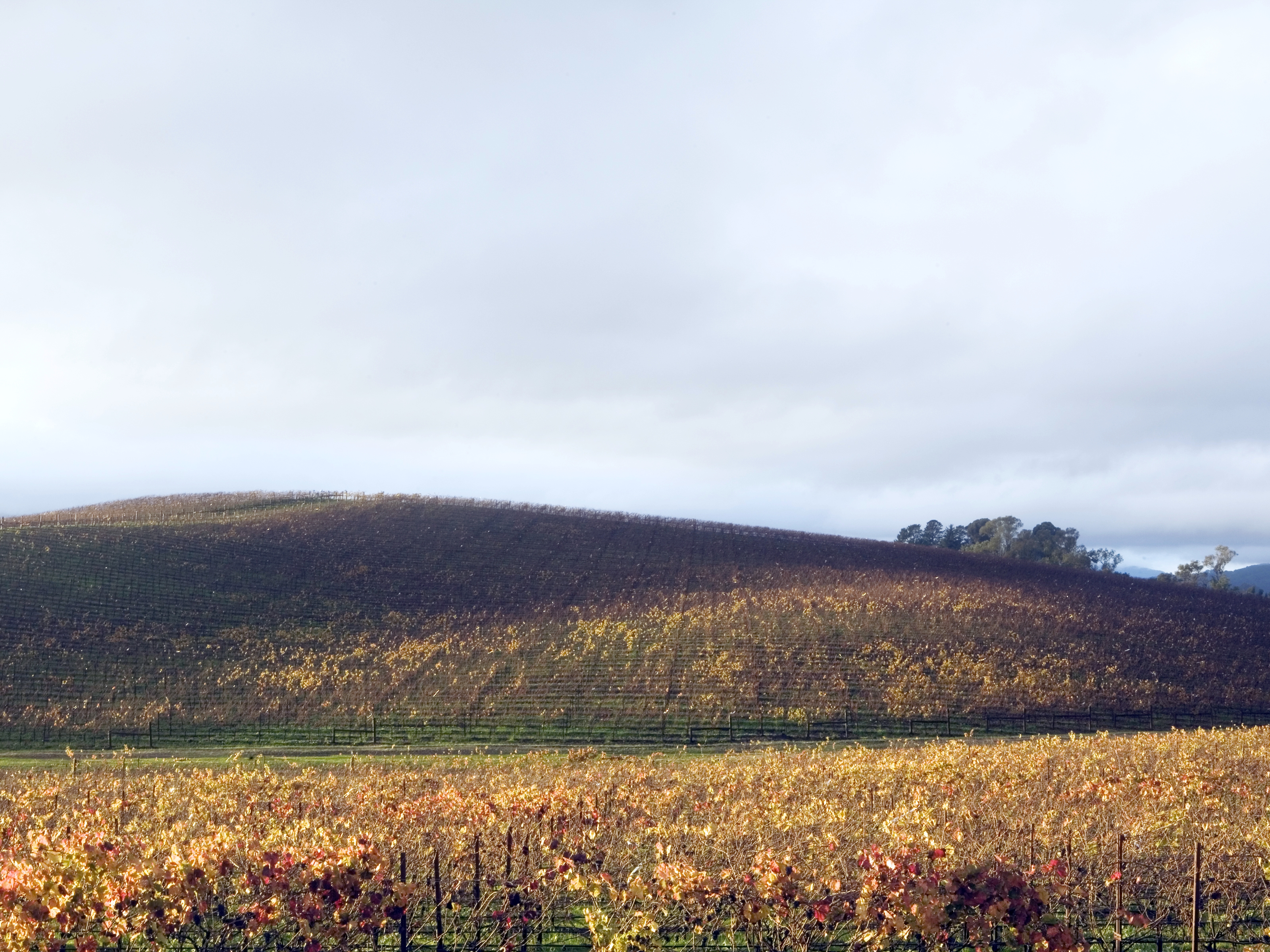 Windows Xp Field Now - HD Wallpaper 