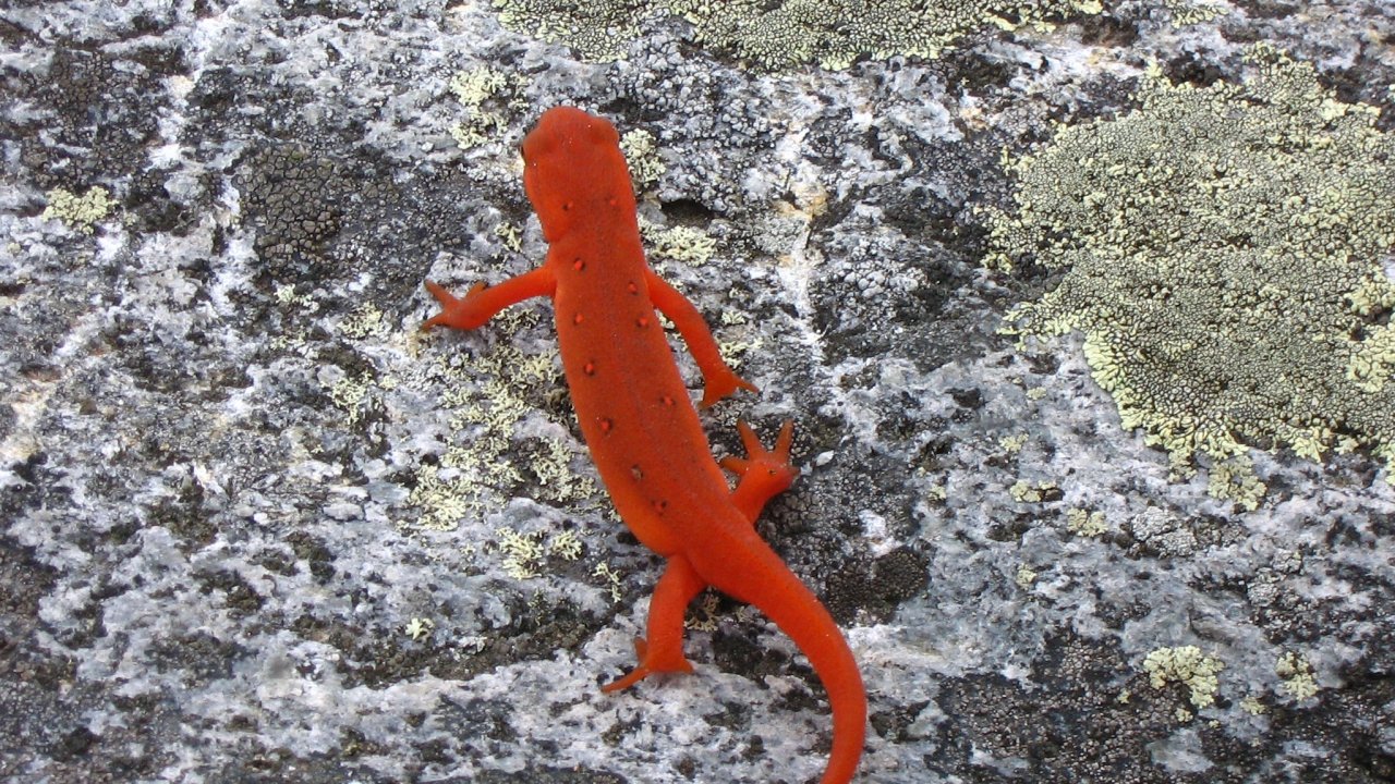 Eastern Newt - HD Wallpaper 