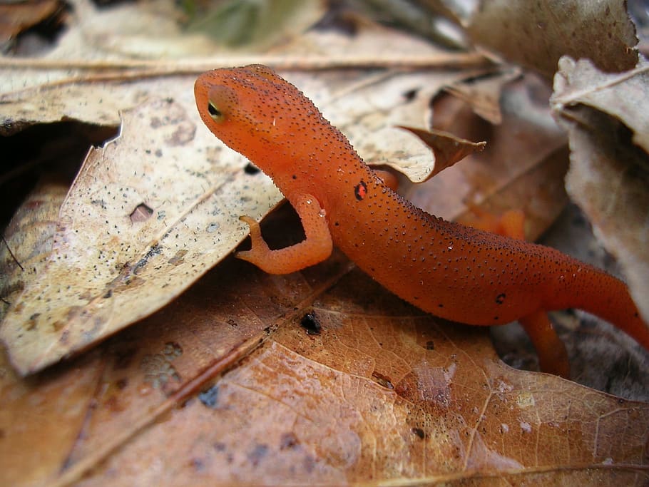 Red Lizard, Red Spotted Newt, Reptile, Wildlife, Amphibian, - Red Spotted Newt Adult Public Domain - HD Wallpaper 