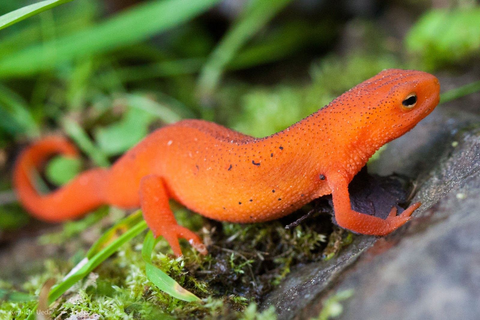 Eastern Newt Hd Wallpapers, Desktop Wallpaper - Eastern Newts - HD Wallpaper 