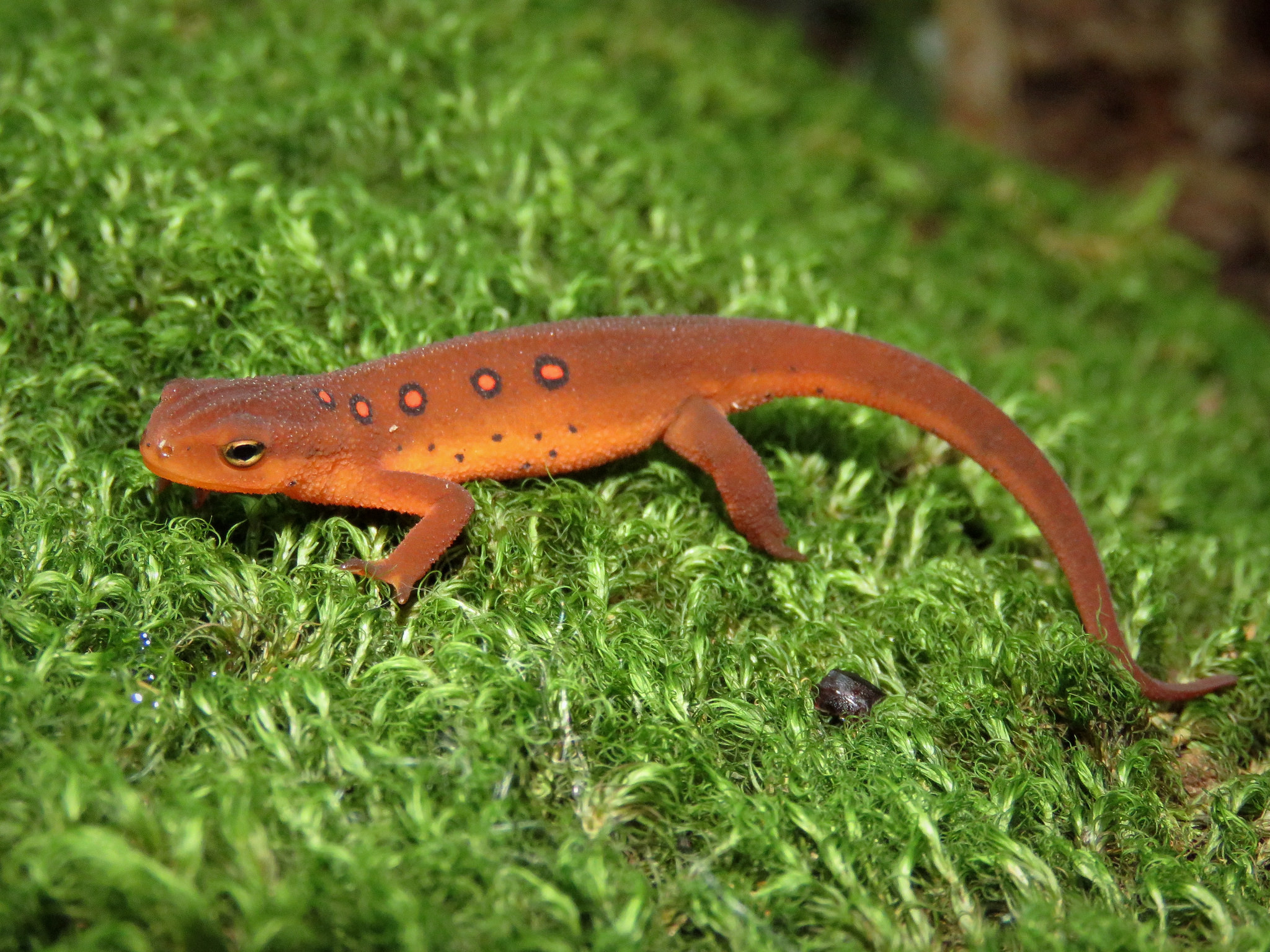 Eastern Newt - HD Wallpaper 