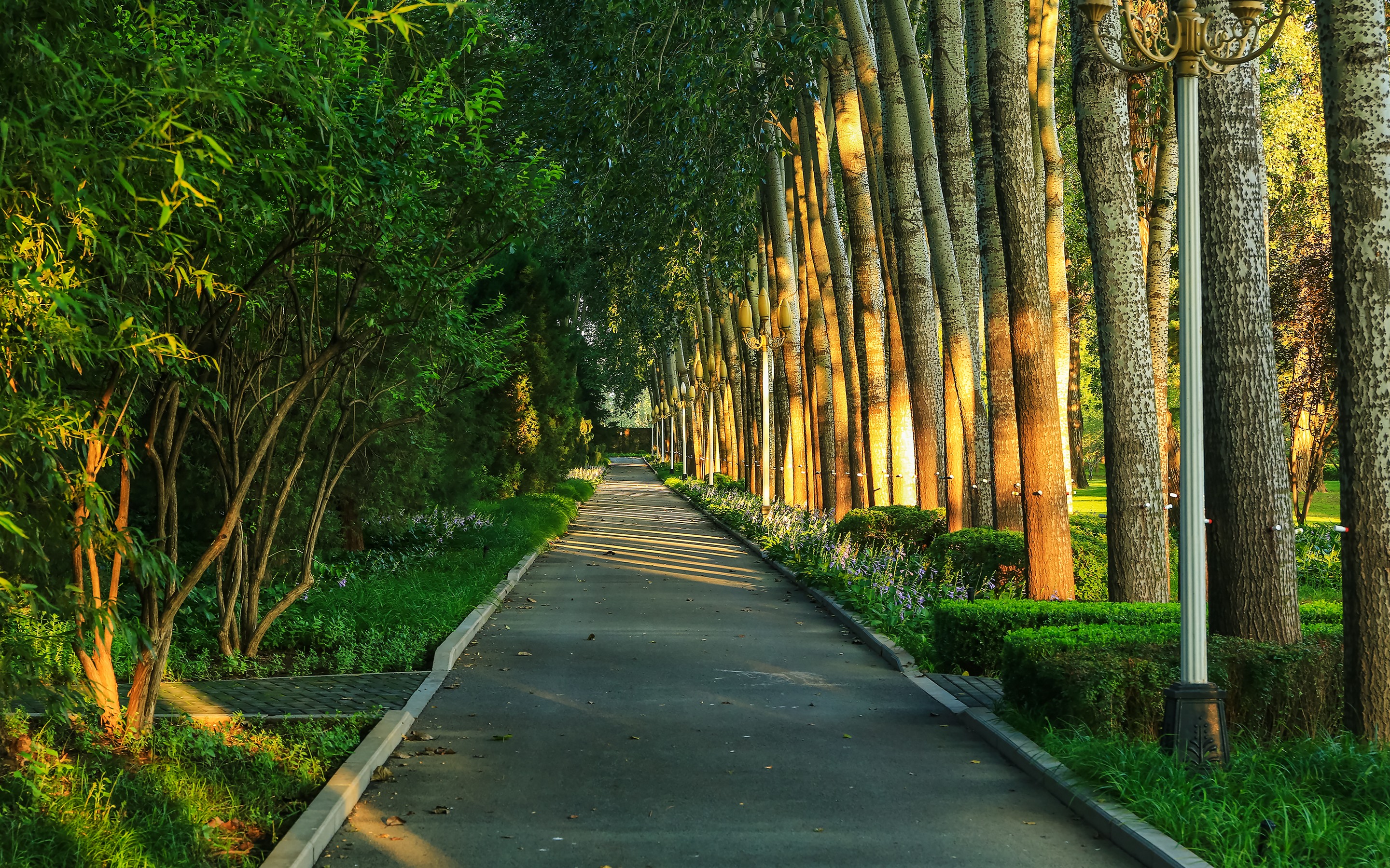 Wallpaper Trees, Alley, Lamps, Park - Grove - HD Wallpaper 