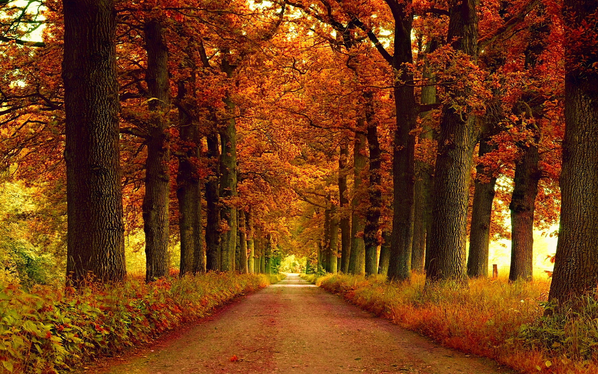 Autumn Park - HD Wallpaper 