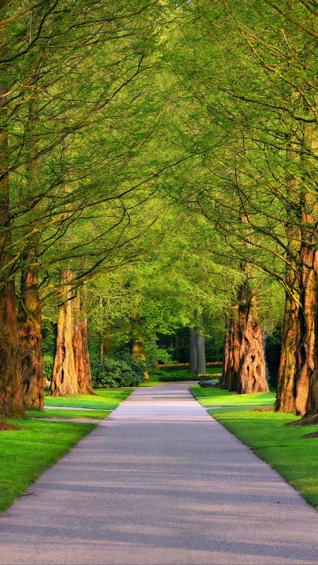 Alley Trees Grass Wallpaper - Greenery Hd - HD Wallpaper 