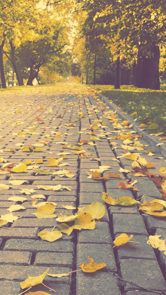 Autumn Park Alley - Iphone Wallpaper Outmn - HD Wallpaper 