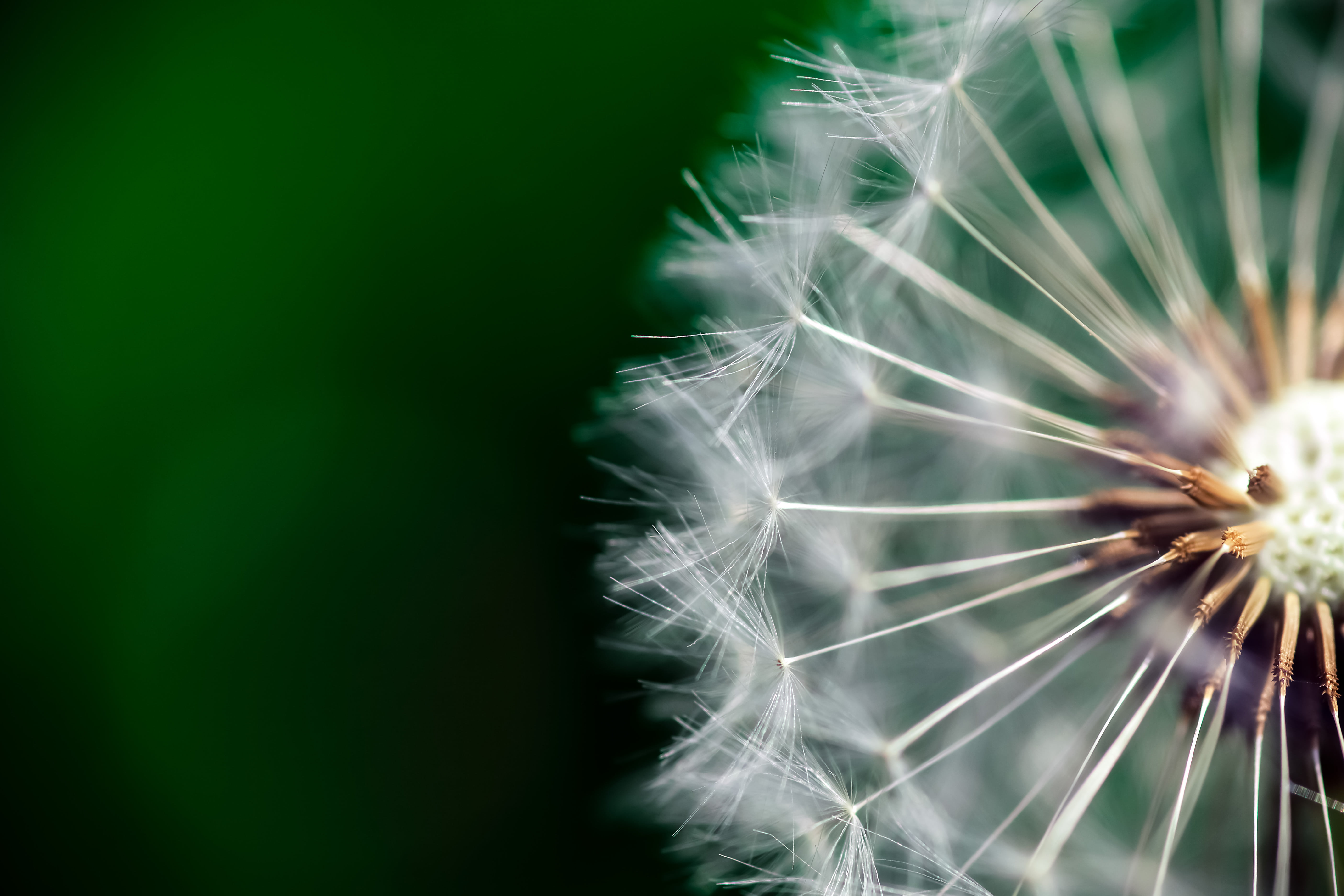 Download Micro Lens Photography - Teahub.io