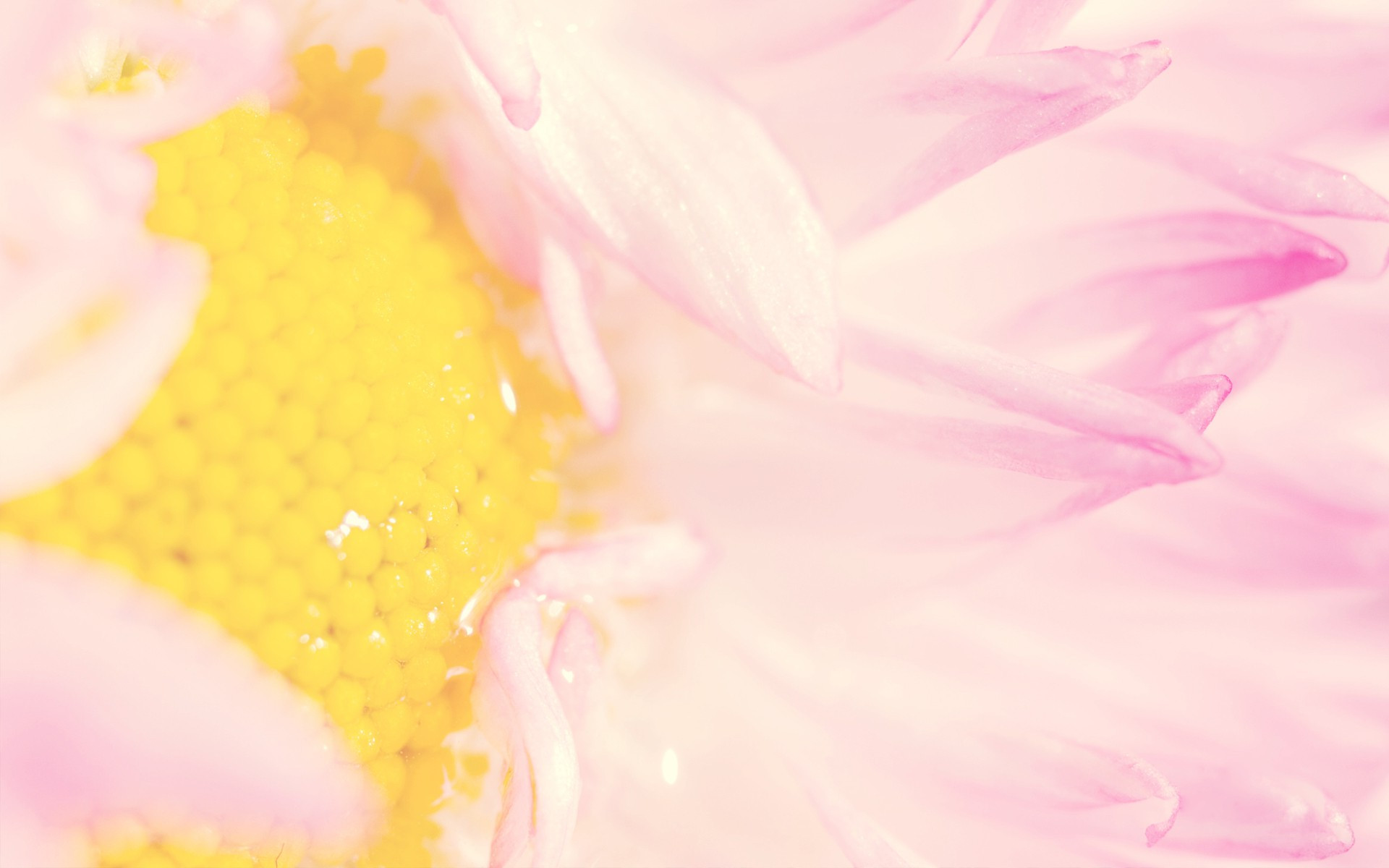 A Daisy Micro Shot Amazing Flower Wallpaper - Close-up - HD Wallpaper 