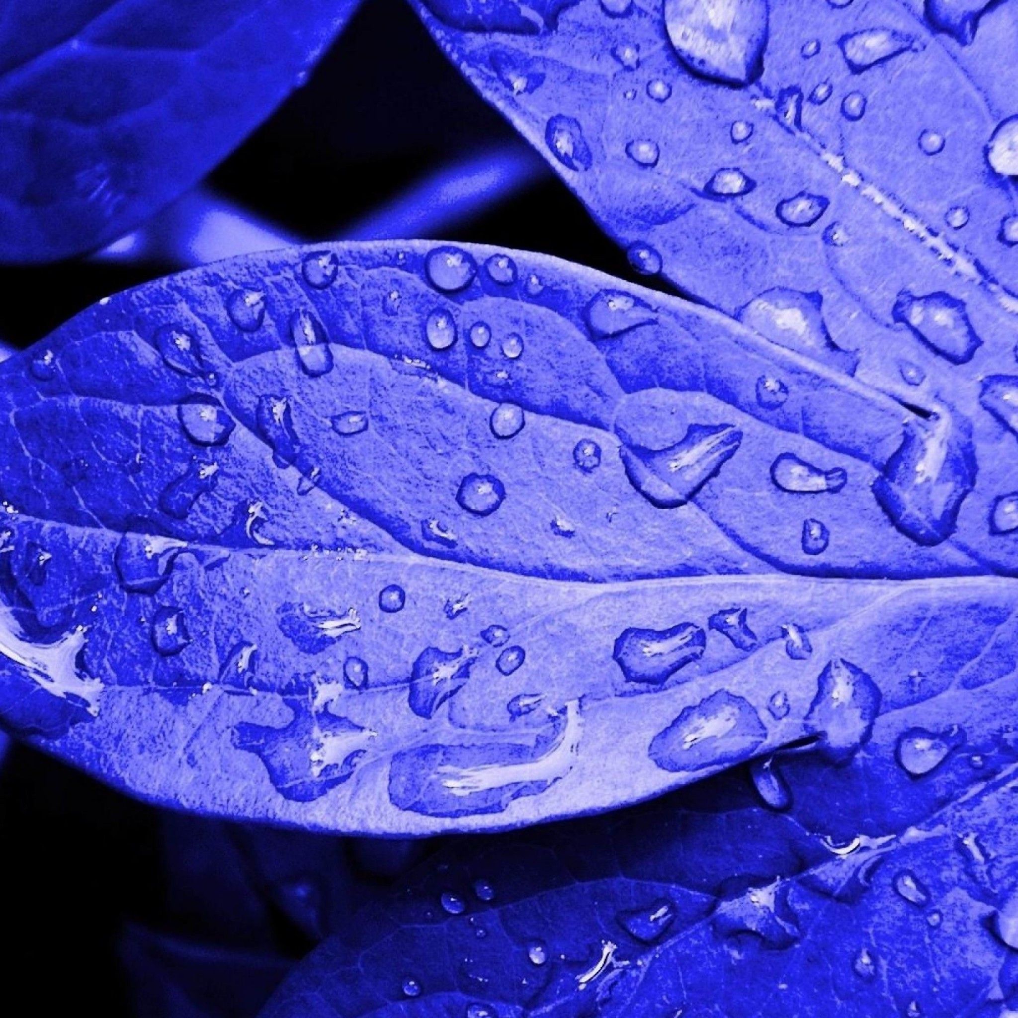 High Resolution Green Wallpaper 4k - HD Wallpaper 