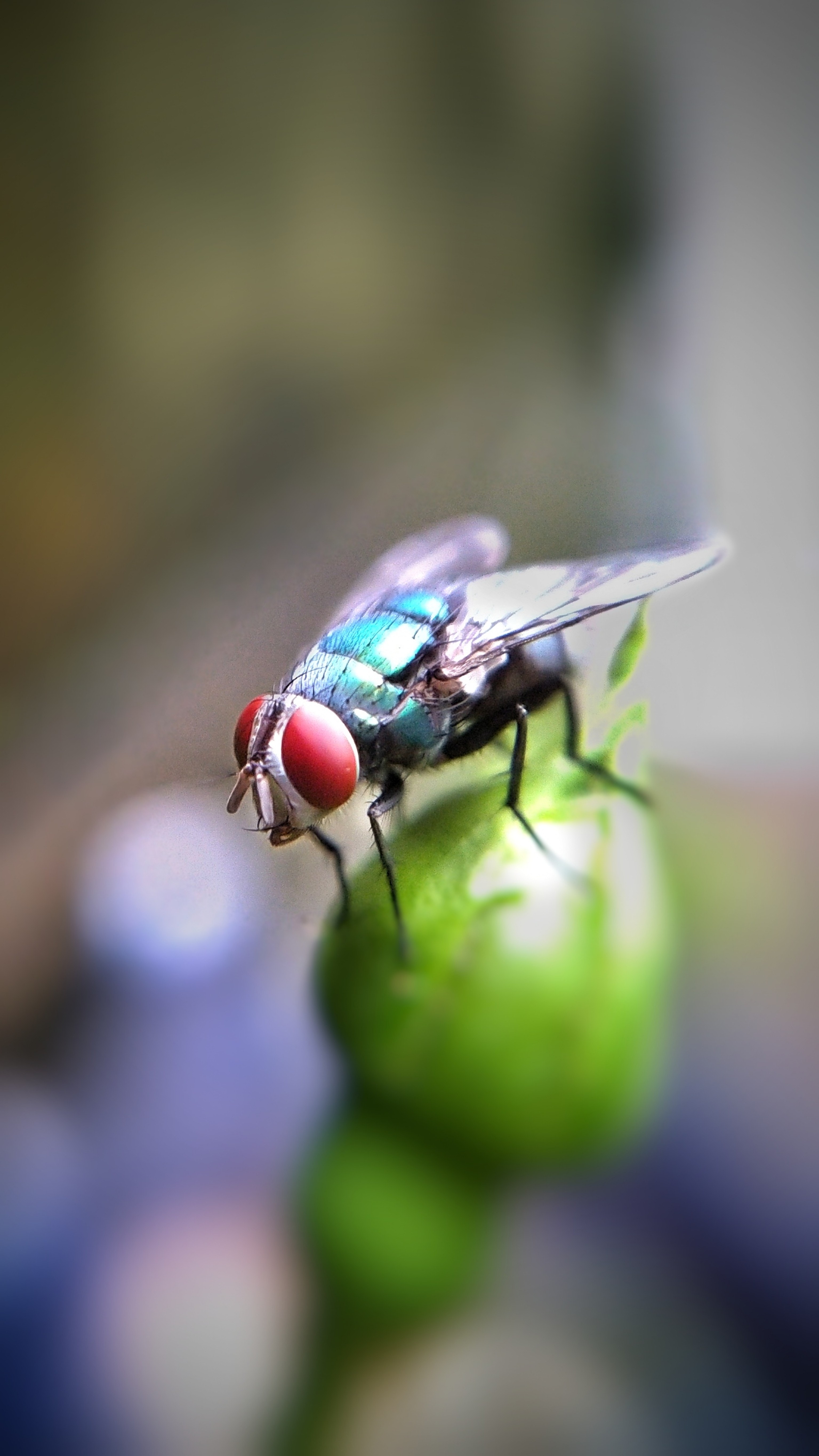 House Fly - HD Wallpaper 