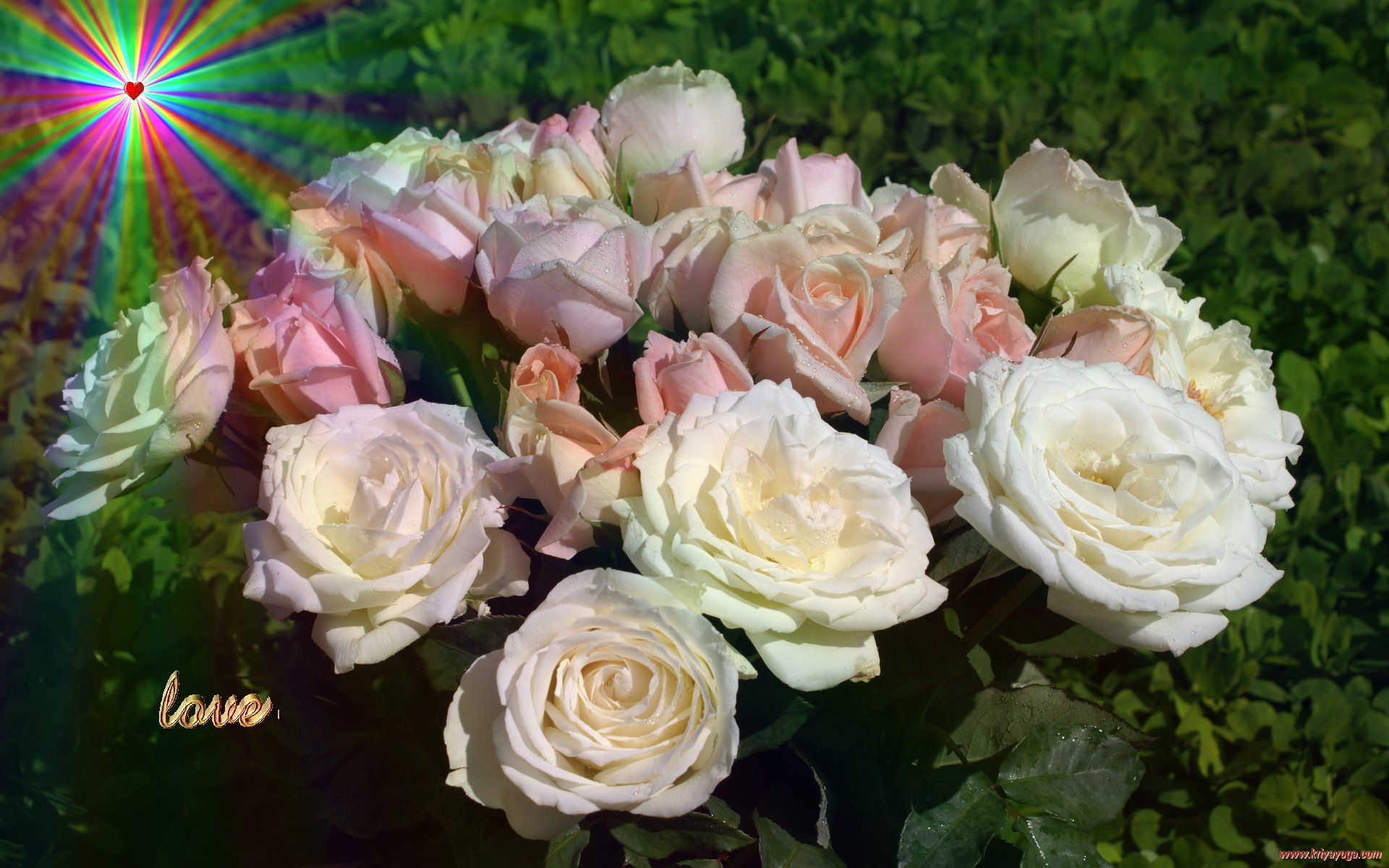 White Valentine Roses Wallpaper - Garden Roses - HD Wallpaper 