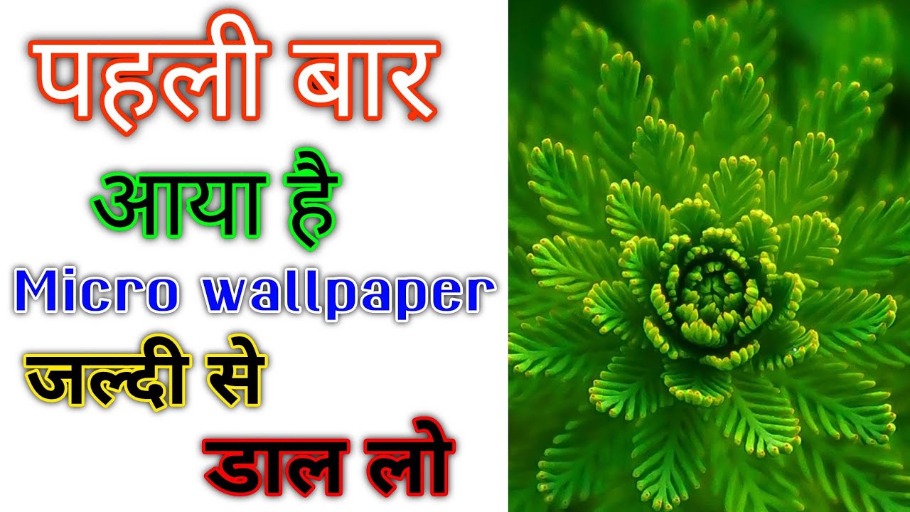 Colorado Spruce - HD Wallpaper 