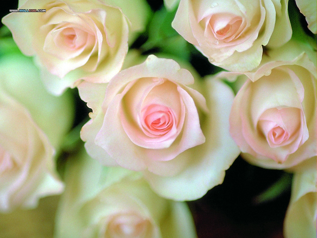 Valentine S Day - Rosas Rosas Y Blancas - HD Wallpaper 