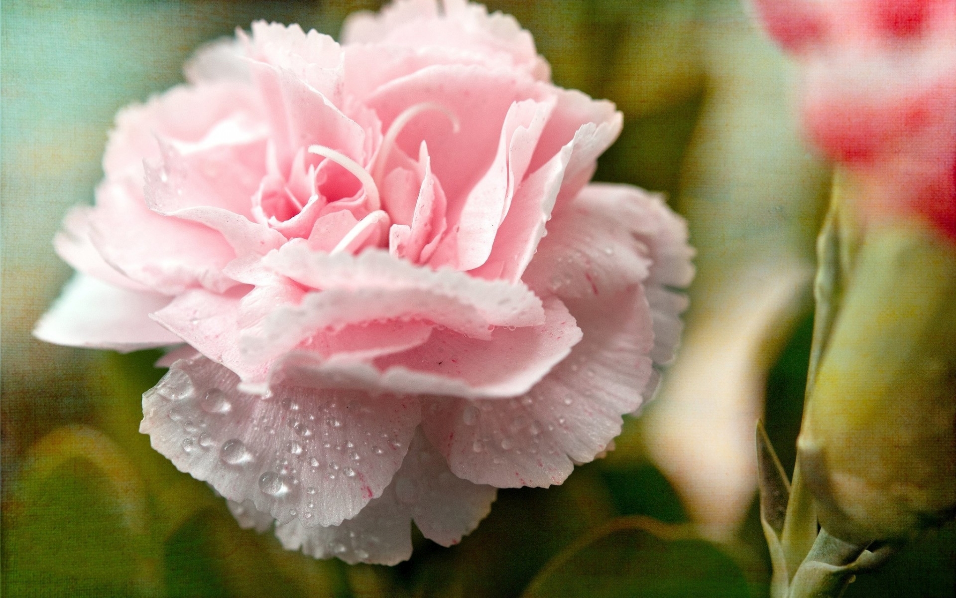 Pink Carnation Desktop Hd - HD Wallpaper 