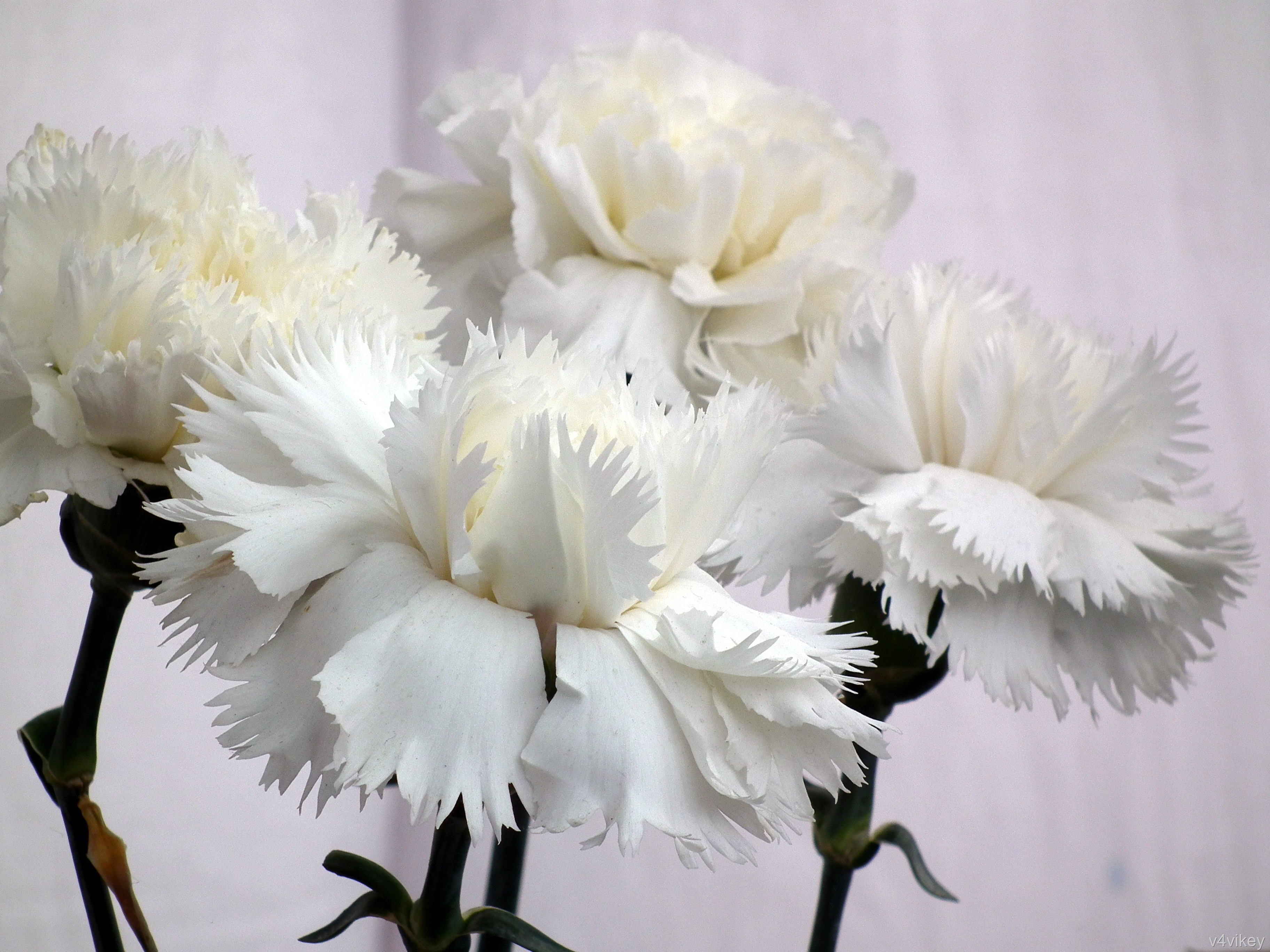 White Carnation - HD Wallpaper 