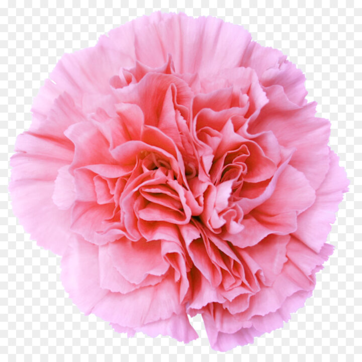 Pink Flowers Carnation Desktop Wallpaper Clip Art - Wallpaper - HD Wallpaper 