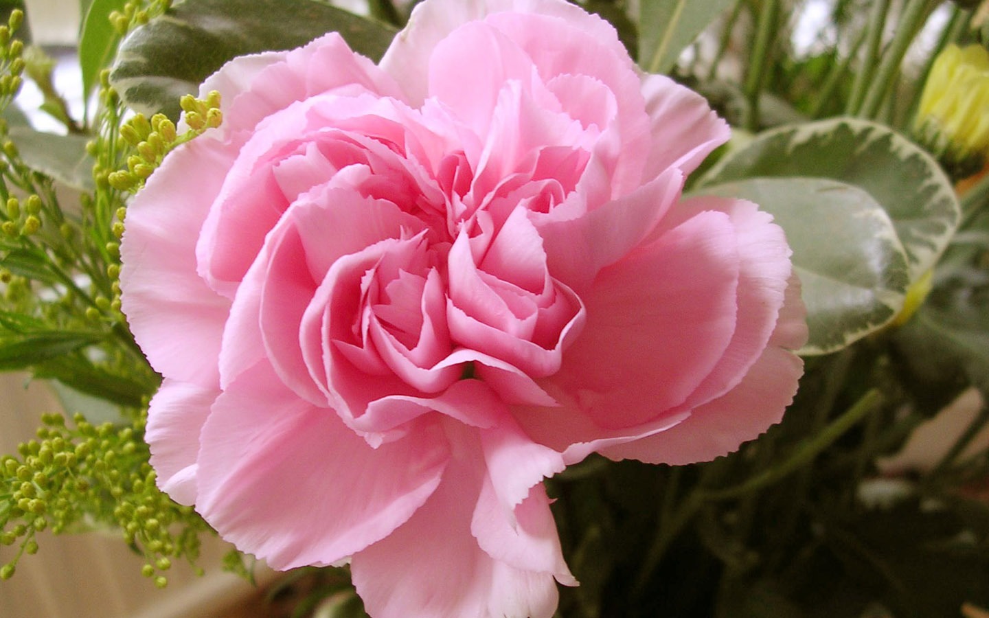 Mother S Day Of The Carnation Wallpaper Albums - Carnation Flower - HD Wallpaper 