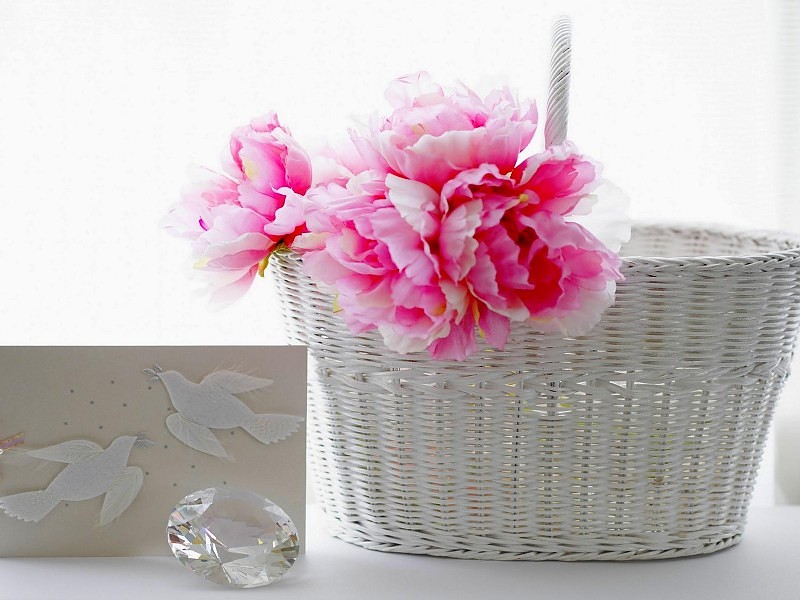 Pink Carnation Wallpaper - Carnation - HD Wallpaper 