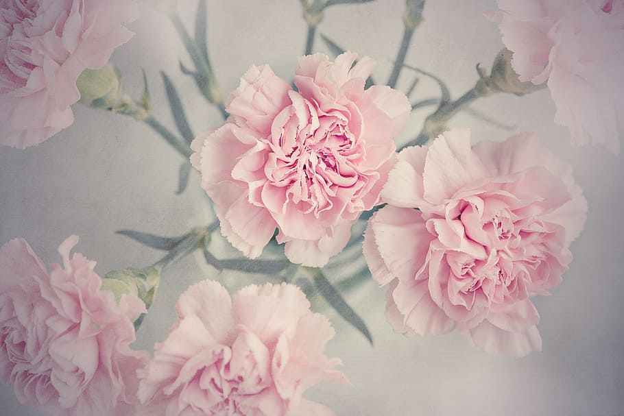 Pink, Flowers, Digital, Wallpaper, Cloves, Carnation - Carnation Pink - HD Wallpaper 