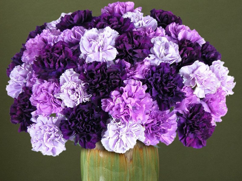 Amazing Carnation Pictures & Backgrounds - Carnation Flower Purple Meaning - HD Wallpaper 
