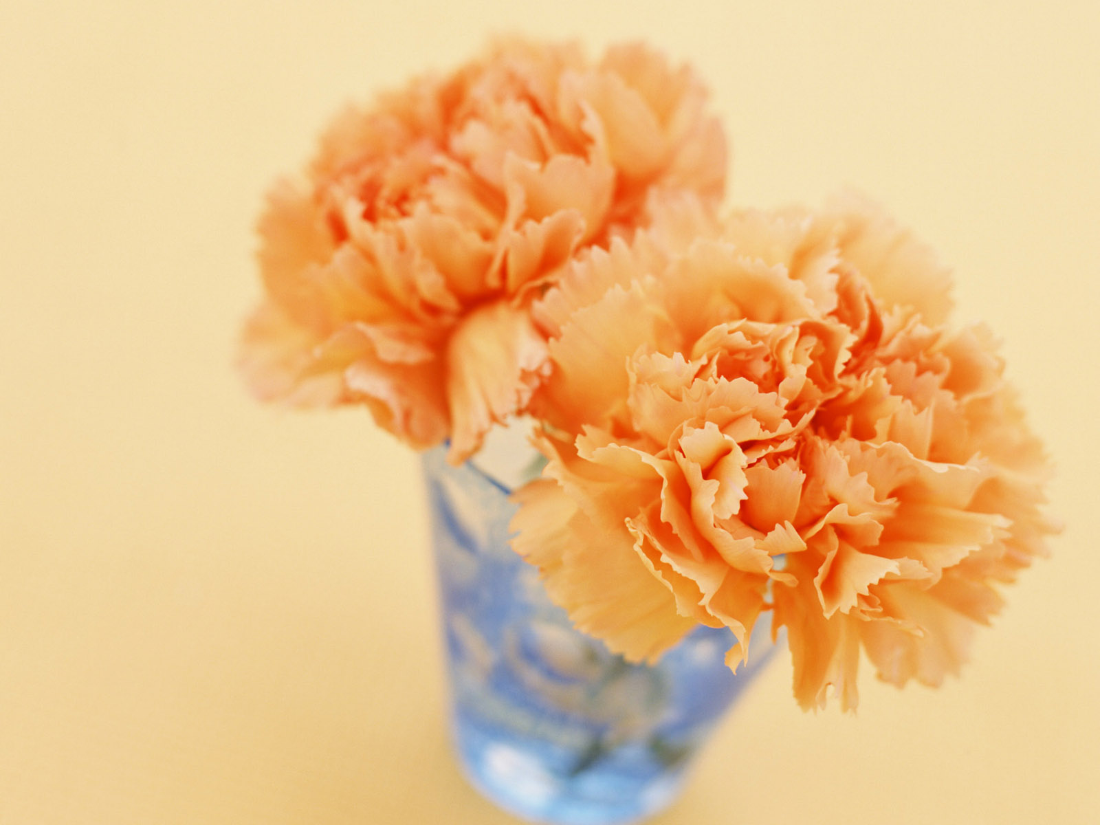 Carnation Flowers - Orange Carnation - HD Wallpaper 