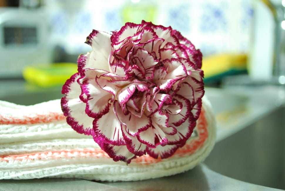 Flowers, White, Flower, Carnation, Pink Color, No People - Flores Blancas Con Rojo - HD Wallpaper 