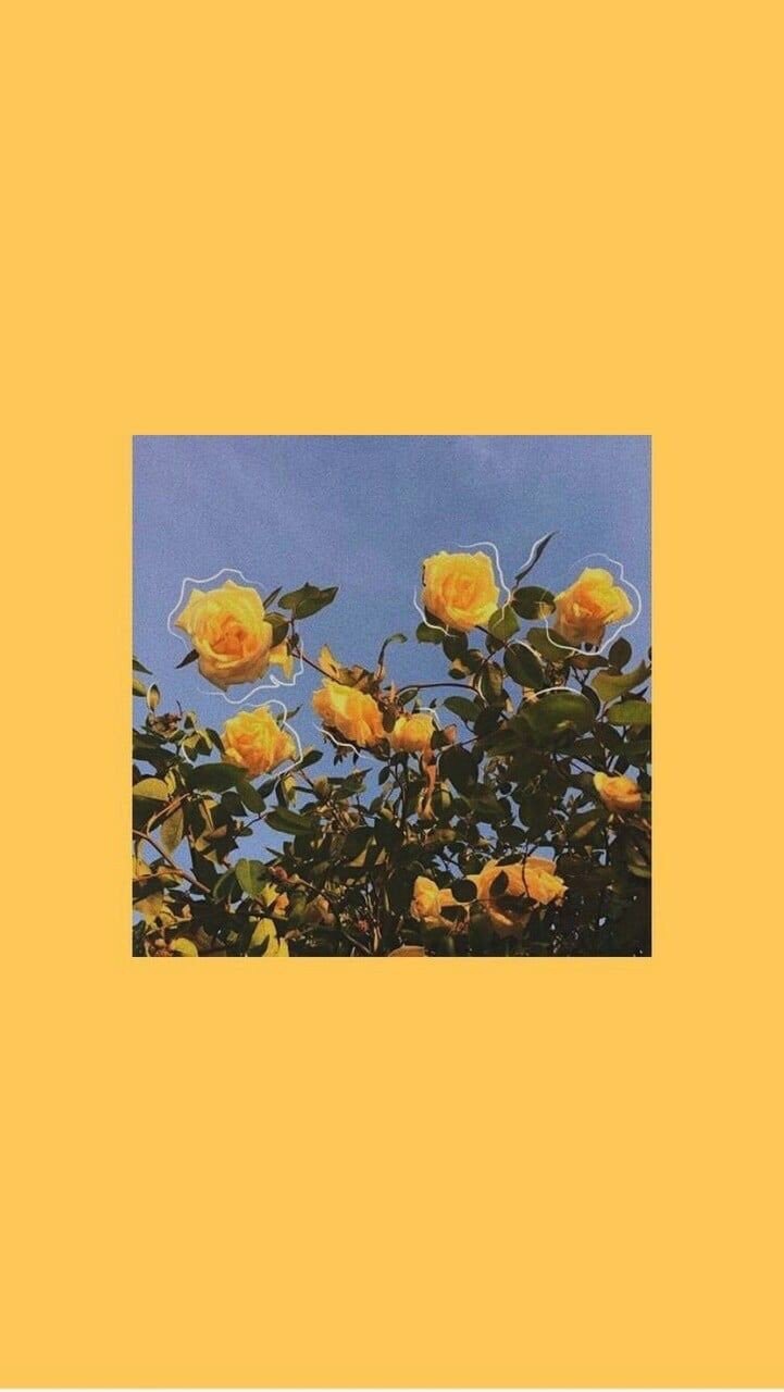 Wallpaper Yellow And Flowers Image Aesthetic Wallpaper Yellow Flowers 721x1280 Wallpaper Teahub Io