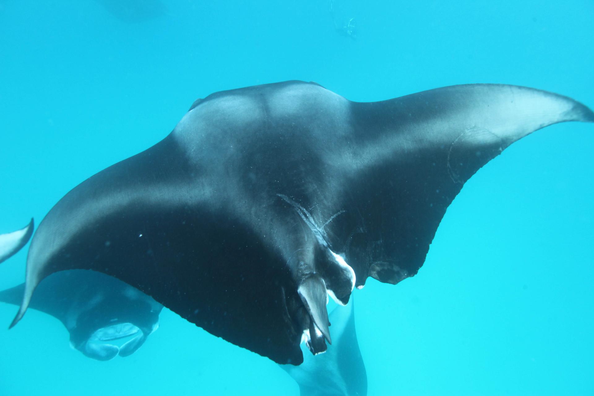 Skate - HD Wallpaper 