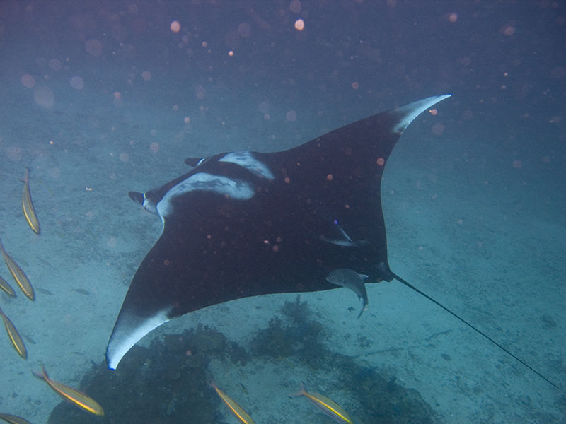 Manta Ray - Animaux Aquatique En Voie De Disparition - HD Wallpaper 