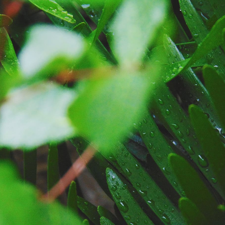 United States, Sarasota, Rain, Stem, Leaves, Background, - Macro Photography - HD Wallpaper 