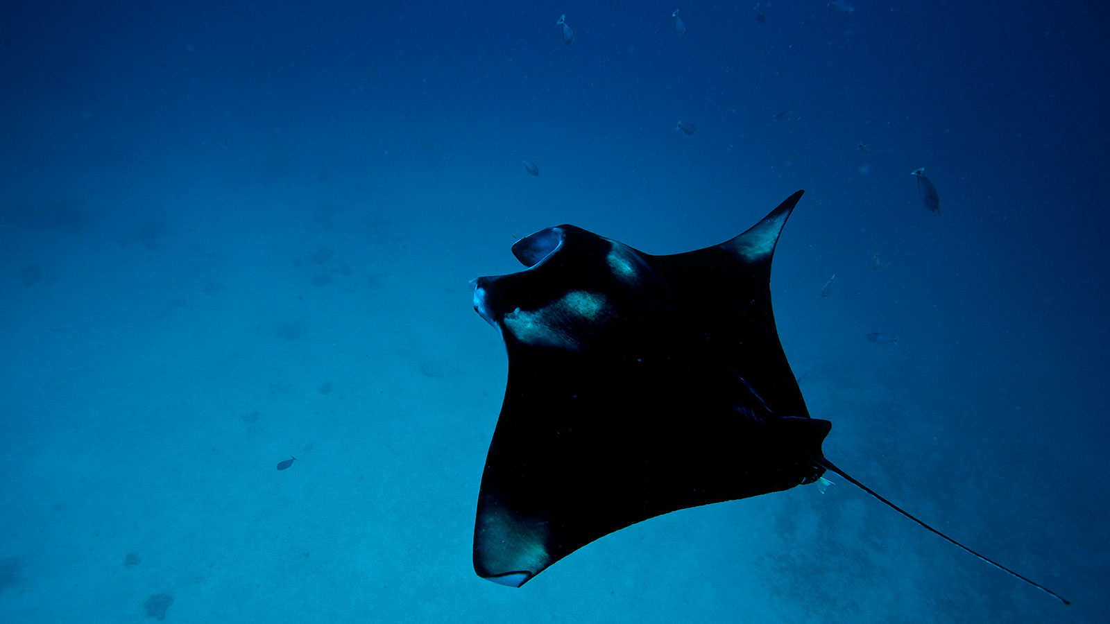 Skate - HD Wallpaper 