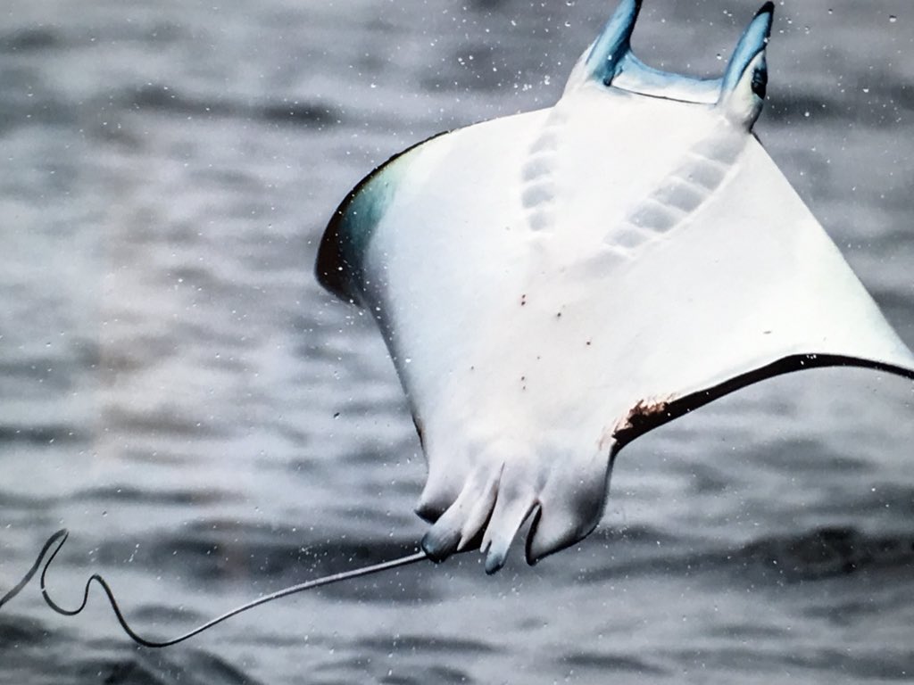 Skate - HD Wallpaper 