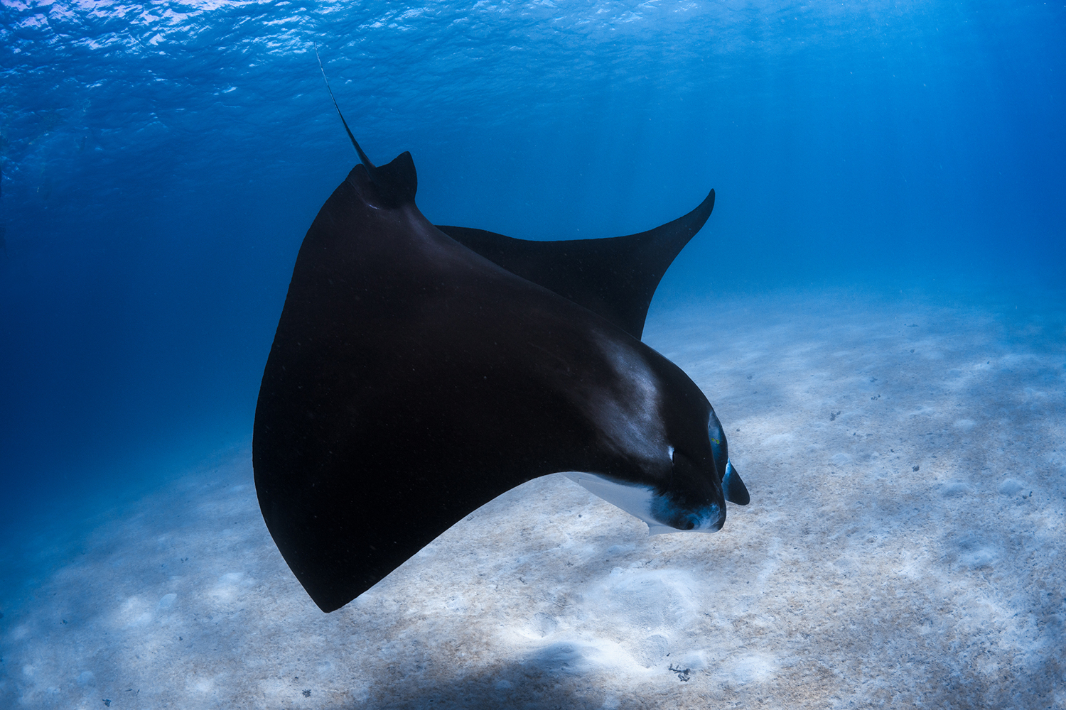 Photo Wallpaper Dancing Manta - Skate - HD Wallpaper 